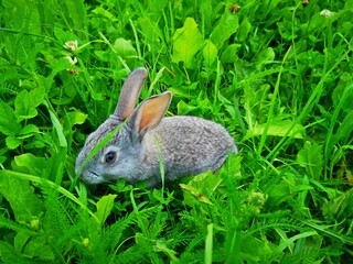 a small rabbit was sitting in a field covered with green grass