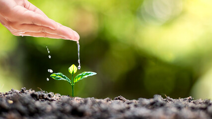 Hand watering plants that grow on good quality soil in nature, plant care and tree growing ideas.