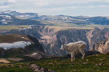 Mountain goat grazing