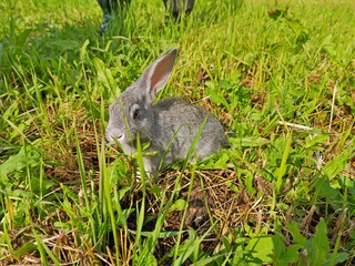 a small rabbit was sitting in a field covered with green grass