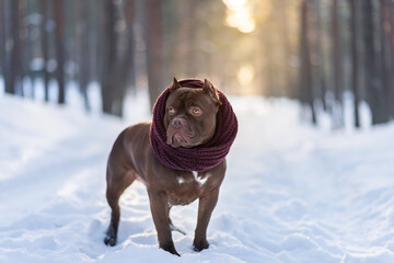 American bully breed puppy in winter forest dressed in scarf