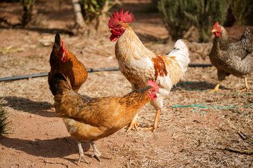 photo of a walking rooster, soft focus. 