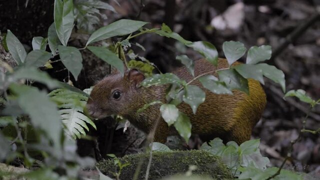 Aguti small rodent eating in Costa Rica