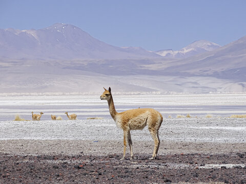 vicu&ntilde;a altiplano chileno