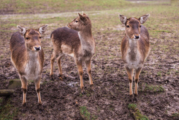 A group of deer standing on top of a grass covered field