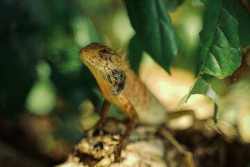 Oriental garden lizard posing for the camera