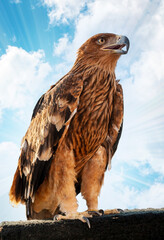 Golden eagle against the background of a beautiful sky.