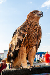 Golden eagle in the city. The golden eagle sits against the background of a crowd of people.