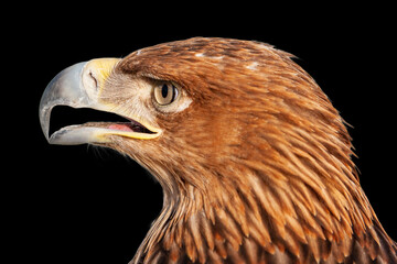 Golden eagle head, close-up.
