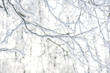 Fototapeta premium The branches of a tree in the snow and frost. Freezing day. 