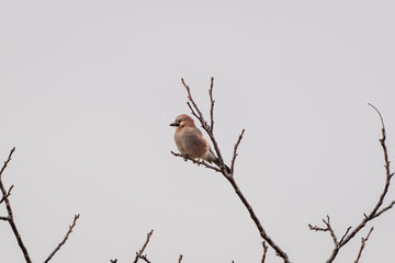Eurasian Jay sitting on tree