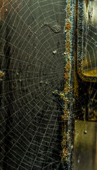 Spider's Web