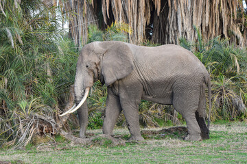 Big bull elephant (Loxodonta africana) in musth with palm background.  Amboseli National Park, Kenya.  Copy space. 