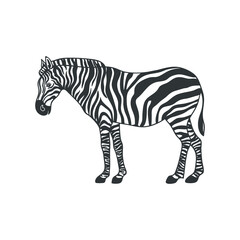 Fototapeta na wymiar African zebra isolated on white. Vector illustration.