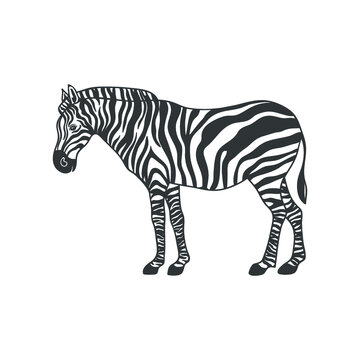 African zebra isolated on white. Vector illustration.