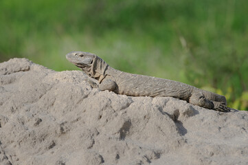 Blakcked-throated monitor lizard sun bathing