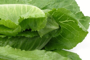 close-up fresh green cos leaves background