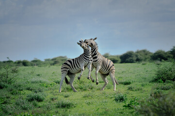 Obraz premium Plain zebras playing in the green grass