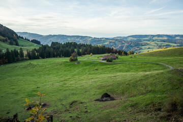 meadow on hill with forest