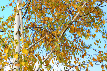 Autumn birch with yellow and red leaves over blue sky