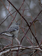 Bird on a tree