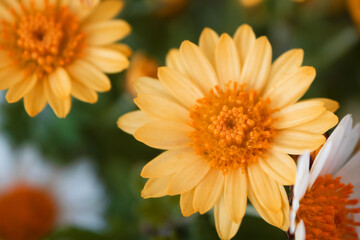 Flowers of dyer's chamomile (Anthemis tinctoria)