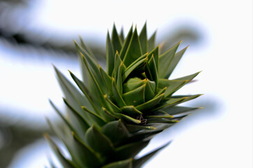 Affenbaum mit Spinne