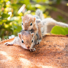 Small sibling squirrel baby rides big brothers back, cute adorable animal-themed photograph, three-striped palm squirrel babies are abandoned by parents after birth, wondering and playing together,