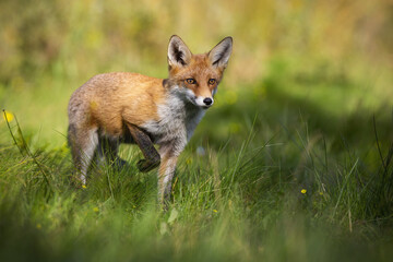 Naklejka na ściany i meble Curious red fox, vulpes vulpes, rising one leg and approaching from front on glade in summer nature. Mammal with orange fur walking through a meadow with green grass illuminated by morning sun
