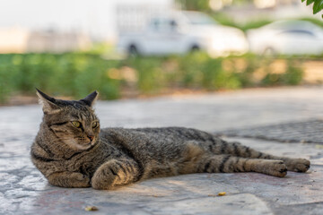 Grau-schwarze Katze liegt entspannt auf dem Boden / Kopfsteinpflaster mit Pflanzen im Hintergrund
