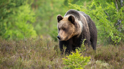 Large brown bear, ursus arctos, approaching on a moorland from front view with copy space. Strong mammal in spring nature with trees in background. Animal wildlife in national park.