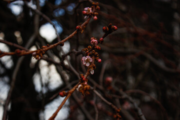 Sakura and flower