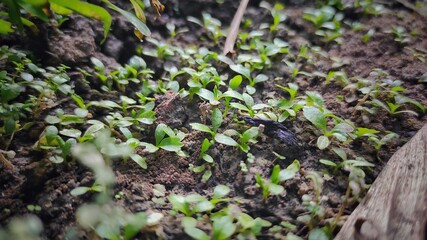 micro grass