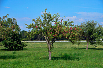 Apfelbaum