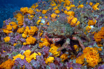 Maja squinado, centollo sobre coral estrellado.