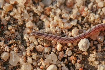 Damara threadsnake