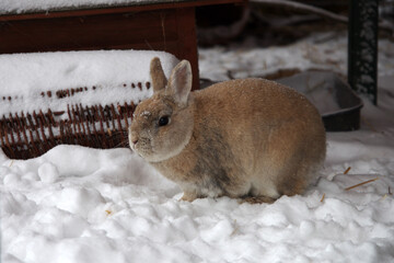 kleines kaninchen sitzt im schnee