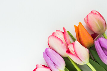 Colorful tulip bouquet on white background 