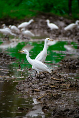 white heron in the water