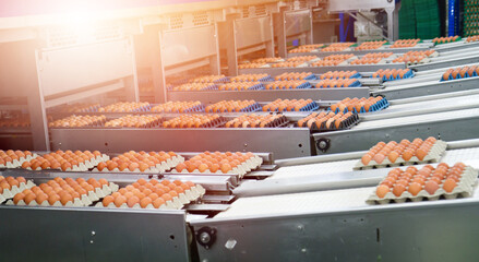 Fresh and raw chicken eggs on a conveyor belt, being moved to the packing. Consumerism, egg production, automated business, organic farming concept. food production, organic farming