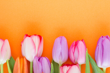 Close up of colorful tulips on orange background; spring flowers
