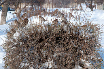 A flock of sparrows on a snowy bush