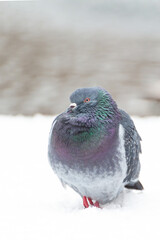 Obraz na płótnie Canvas pigeon close up on a background of winter