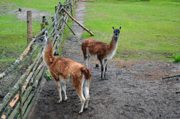 Two brown llamas on a green lawn near the fence
