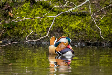 Beautiful mandarin ducks swimming in a little pond called Jacobiweiher not far away from Frankfurt, Germany at a cold day in winter.