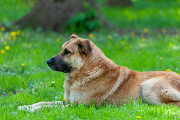 Portrait of a dog on a background of green grass