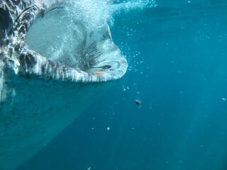 dolphin in water