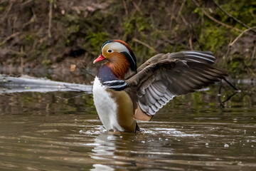 A beautiful male mandarin duck posing in a little pond called Jacobiweiher not far away from Frankfurt, Germany at a cold day in winter.