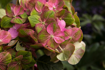 Fototapeta premium Floral texture and pattern. Exotic flowers. Closeup view of Hortensia Hydrangea macrophylla Magical, also known as big leaf Hydrangea, flowers of green and pink petals, spring blooming in the garden. 