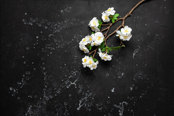 Naklejka na ściany i meble Spring background, blossoming cherry branch (artificial) on a black stone grunge background. Top view, flat lay.